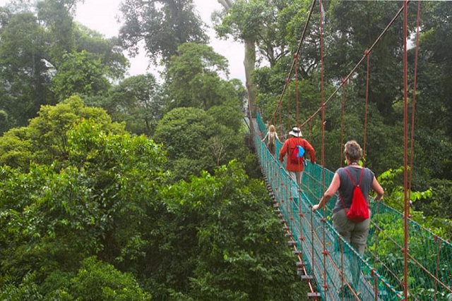 Borneo Jungle Trekking