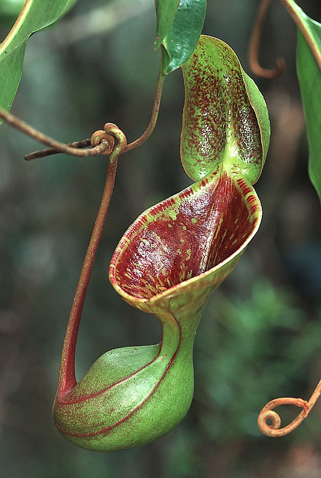 Nepenthes Pitcher Plant